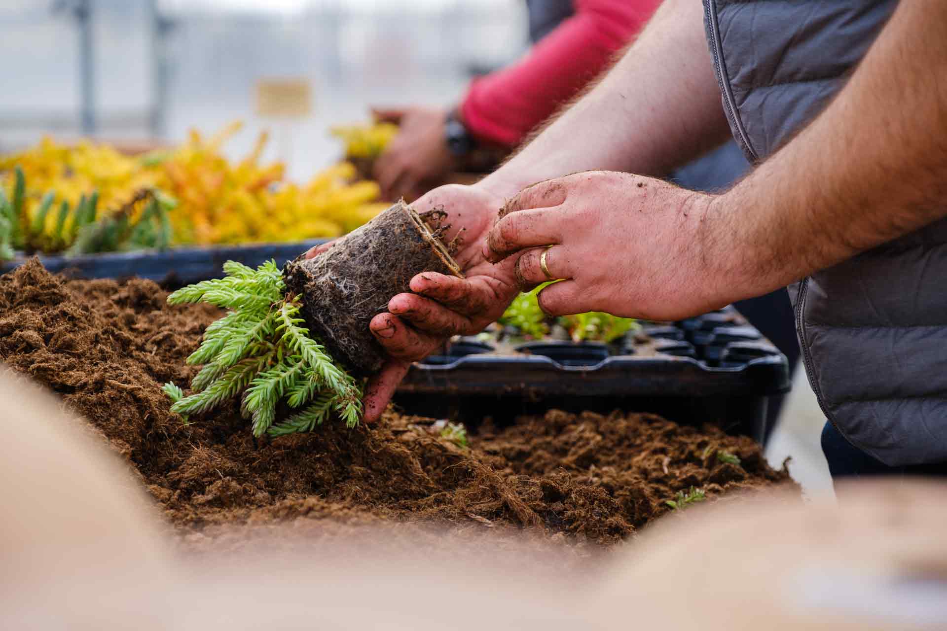 Reportage savoir-faire Jardiland Vivaplante