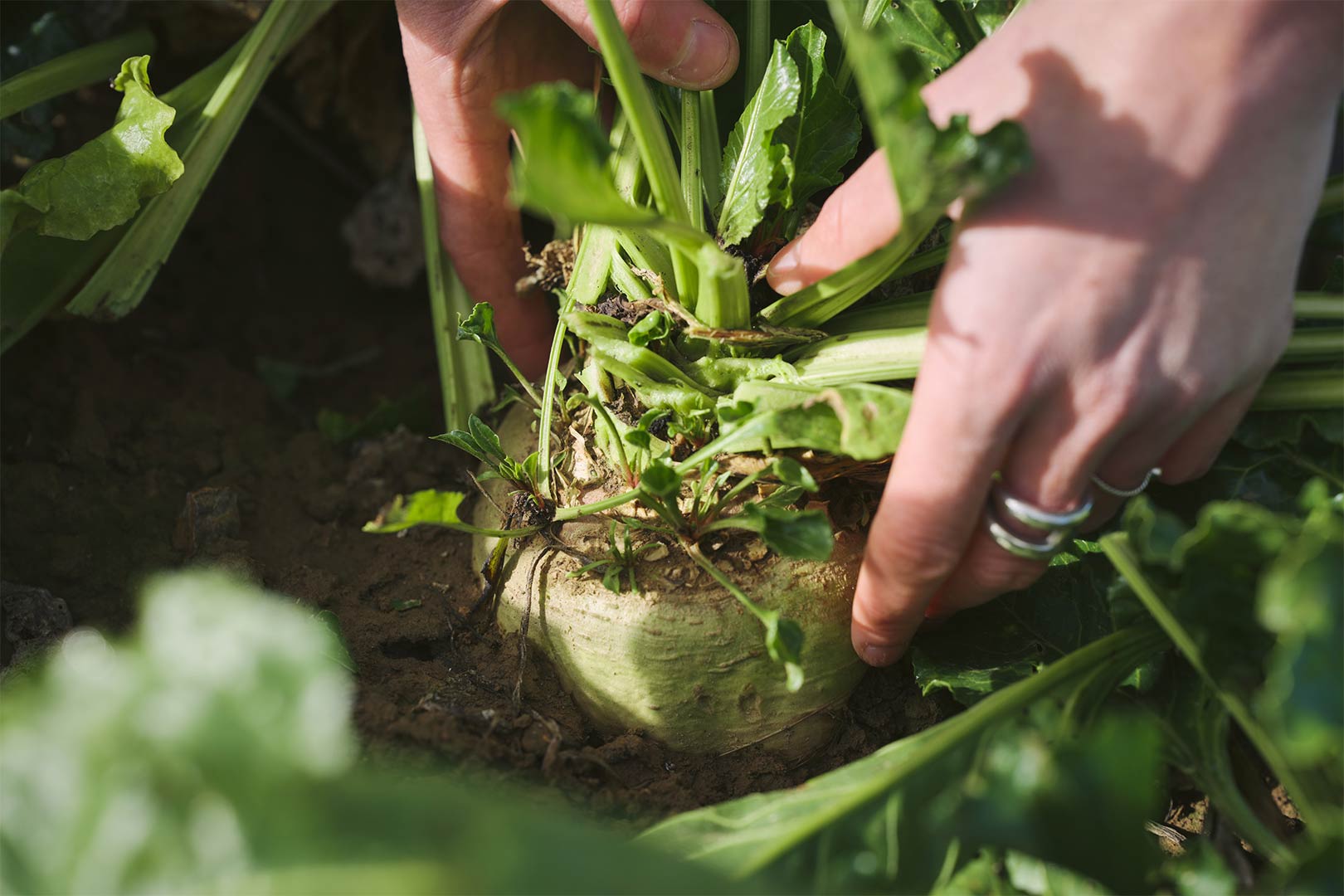 visages du sucre reportage métiers